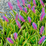 Bromeliad Lucky Stripe Pkbrolst - Garden Express Australia