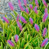 Bromeliad Lucky Stripe Pkbrolst - Garden Express Australia