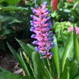 Bromeliad Matchsticks Pkbromat - Garden Express Australia