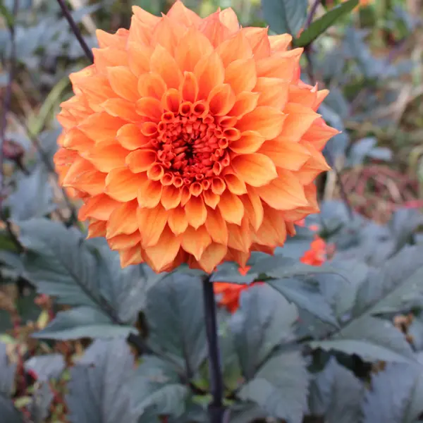 Dahlia Bollywood Dancer