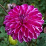 Dahlia Caras Heart Pkdahche - Garden Express Australia
