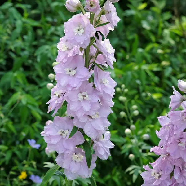 Delphinium Guinevere
