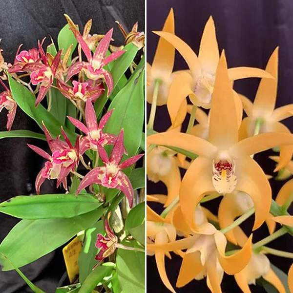 Dendrobium Orchid Brimbank Uluru Haos Best X Brimbank Mikado Haos Gold
