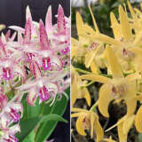 Dendrobium Orchid Brimbank Fire Leanne X Brimbank Gold Haos Lpodorblb - Garden Express Australia