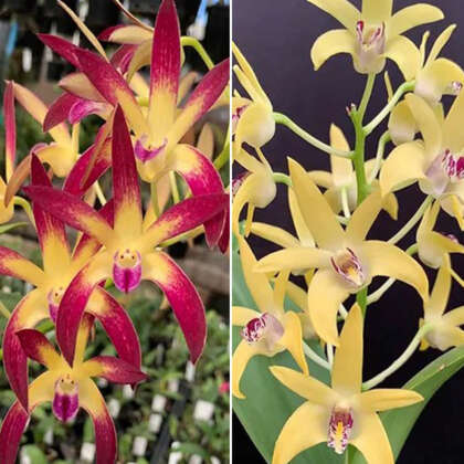 Dendrobium Orchid Jayden Sheen Fcc Aoc X Dingadee Gold Haos Best Lpodorjdg - Garden Express Australia