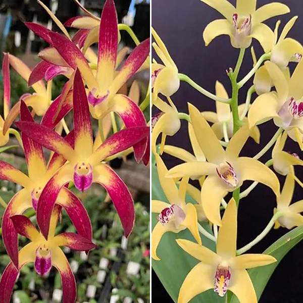 Dendrobium Orchid Jayden Sheen Fcc/aoc X Dingadee Gold Haos Best