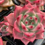Echeveria Amestro P68echame - Garden Express Australia