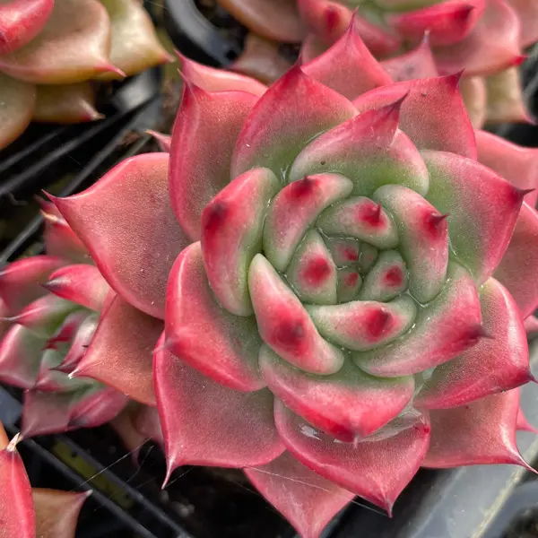 Echeveria Amestro Echeveria Amestro