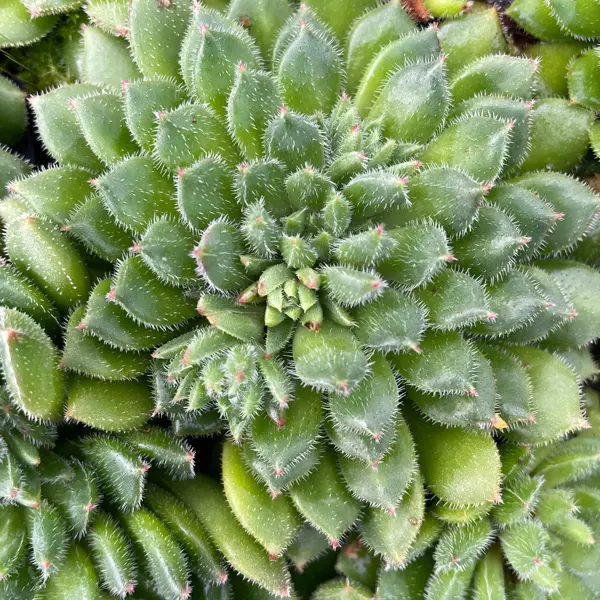 Echeveria Andoran Party Girl Echeveria Andoran Party Girl