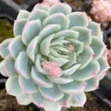 Echeveria Mexican Snowball P68echmsn - Garden Express Australia