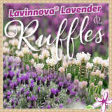Lavender Ruffles Collection