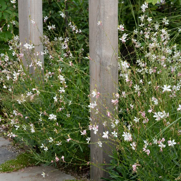 Gaura Butterfly Bush