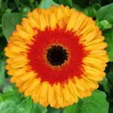 Gerbera Candy Corn Plagercco - Garden Express Australia