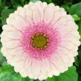 Gerbera Davina Plagerdav - Garden Express Australia