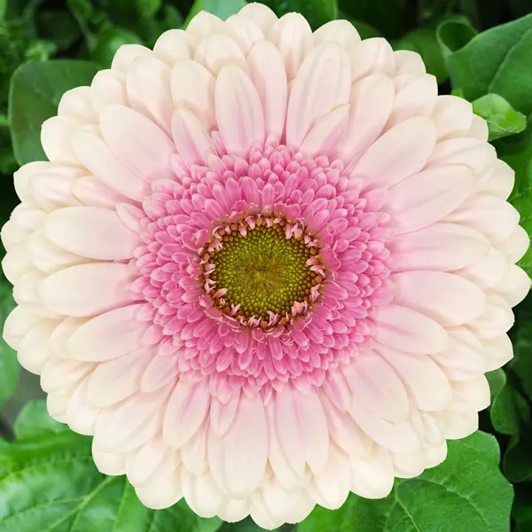 Gerbera Davina