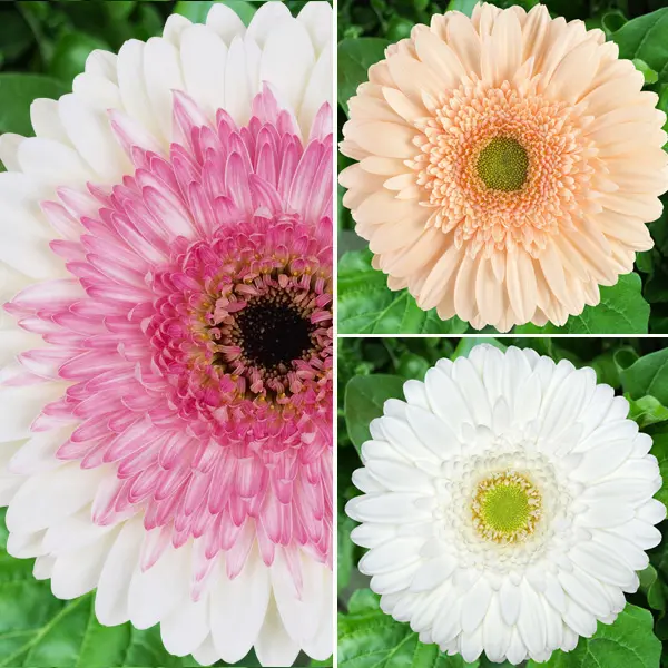 Gerbera Ruffled Collection