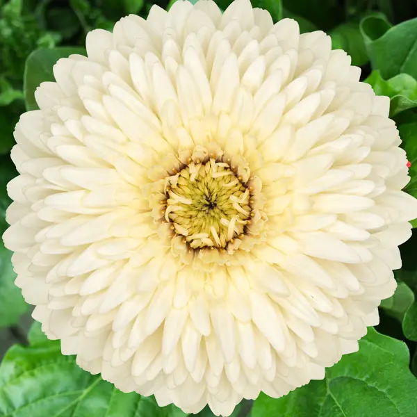 Gerbera Sam Gerbera Sam