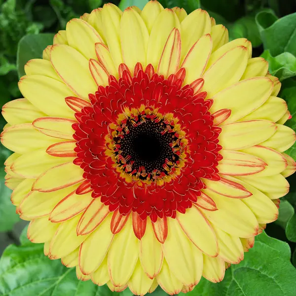 Gerbera Toast Gerbera Toast