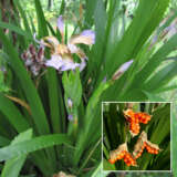 Gladwin Iris 2 Plaglairi - Garden Express Australia