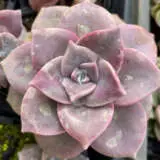 Graptoveria Crystal P68gracry - Garden Express Australia
