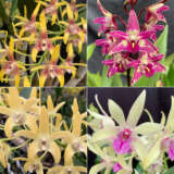 Gurus Dendrobium Orchid Collection 3 Colgurdoc3 - Garden Express Australia