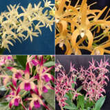 Gurus Dendrobium Orchid Collection 4 Colgurdoc4 - Garden Express Australia