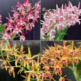 Gurus Dendrobium Orchid Collection 5 Colgurdoc5 - Garden Express Australia