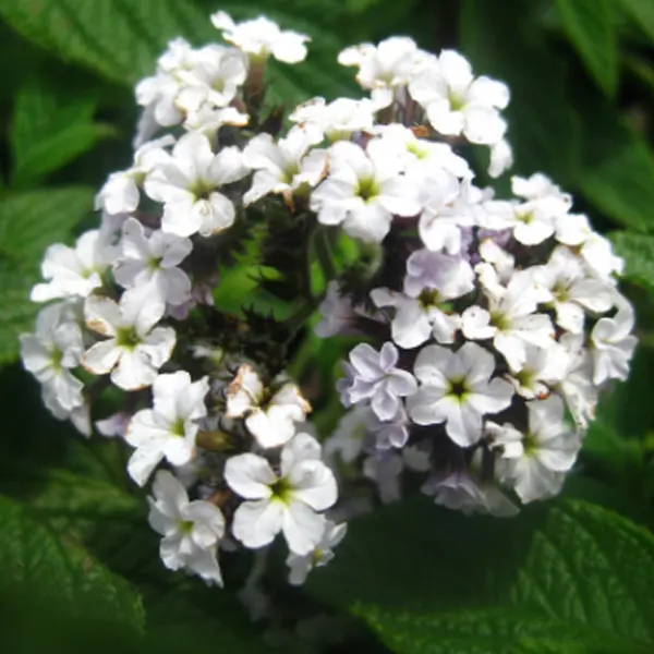 Heliotrope White