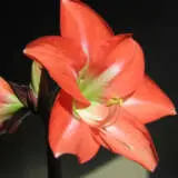 Hippeastrum Charmeur By Moyra Turkington Via Wiki Pkhipchr - Garden Express Australia