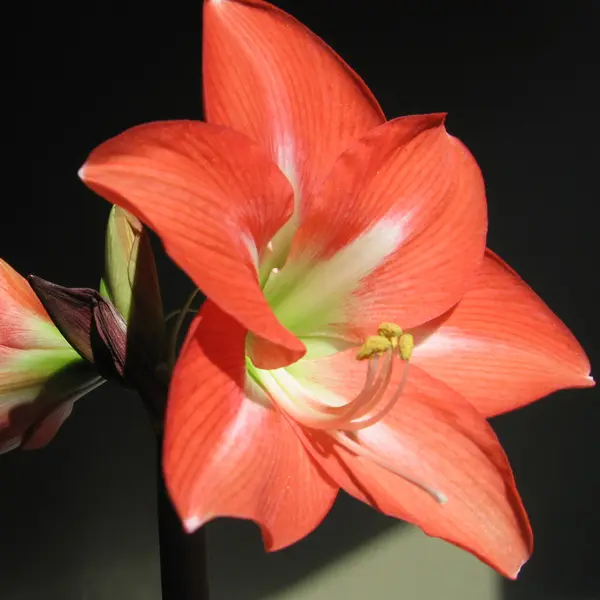 Hippeastrum Charmeur