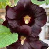 Hollyhock The Watchman P68holtwa - Garden Express Australia