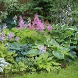 Hosta Mixed Greens 5pk Hosta Mixed Greens 5pk