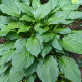 Hosta Royal Standard Pkhosrst - Garden Express Australia
