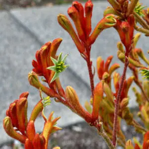 Kangaroo Paw Colours And Varieties Kangaroo Paw Amber Velvet P14kpaave - Garden Express Australia