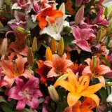 Lilium Lucky Dip Collection Collilldc - Garden Express Australia