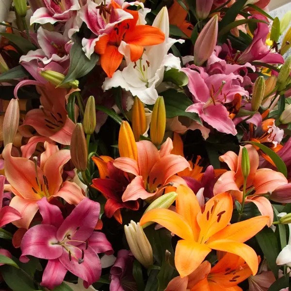 Lilium Lucky Dip Collection 12 Bulbs