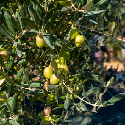 Olive Manzanillo P14oliman - Garden Express Australia