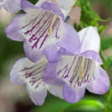 Penstemon Lilac Moon P68penlmo - Garden Express Australia
