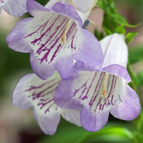Penstemon Lilac Moon