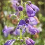 Penstemon Papal Purple P75penppu - Garden Express Australia