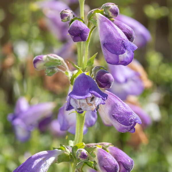 Penstemon Papal Purple