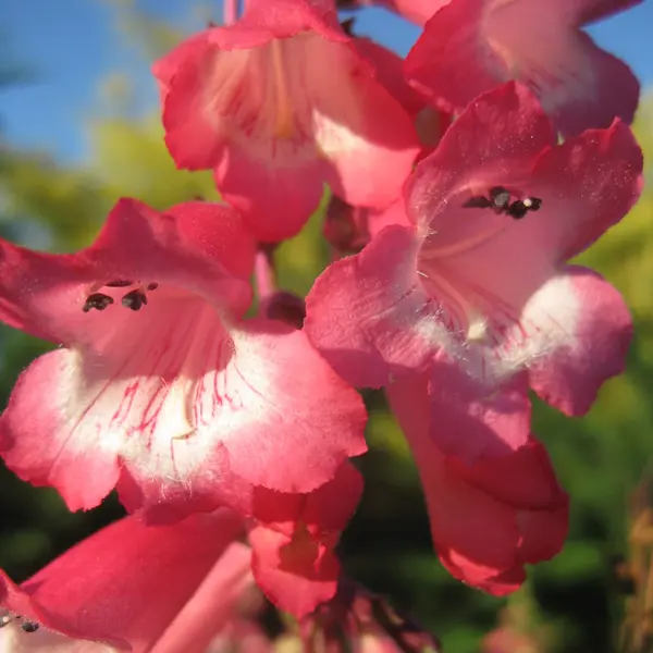 Penstemon Pink Cloud