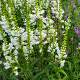 Physostegia Alba P68phyalb - Garden Express Australia