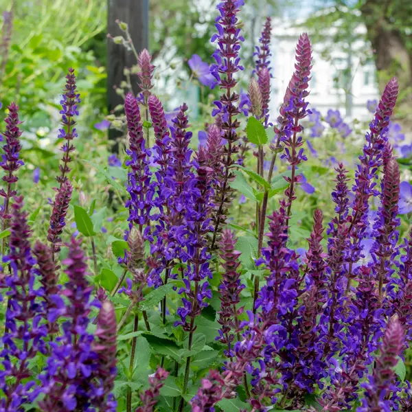 Salvia Salvatore Blue Salvia Salvatore Blue