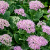 Sedum Spectible P68sedspe - Garden Express Australia