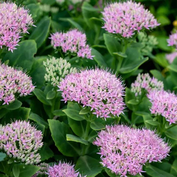 Sedum Spectabile