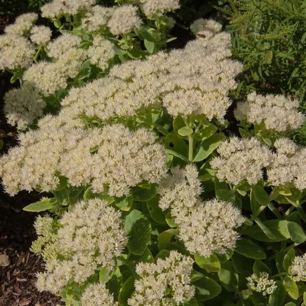 Sedum Stardust