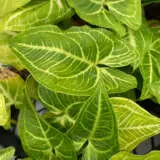 Syngonium Noak P10synnoa - Garden Express Australia