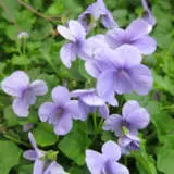 Viola Monga Magic Lpoviomma - Garden Express Australia
