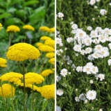 Achillea Gold N Pearls Collection